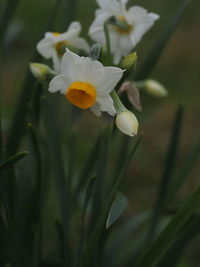 Close-up of white flowering plant