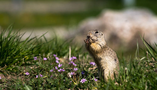 Close-up of squirrel on field