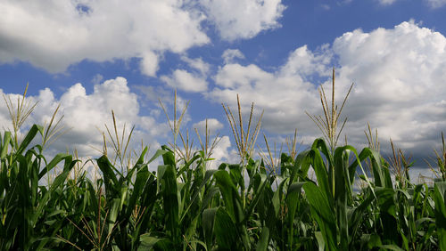 Corn field with scattered of white clouds and blue sky.