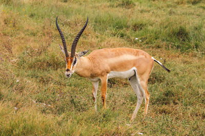 Close-up of impala antelope on field