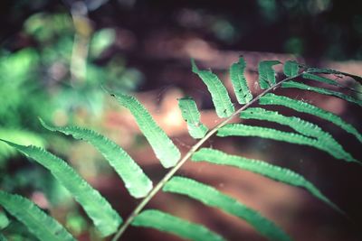 Close-up of raindrops on plant