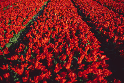 High angle view of red flowering plants on field