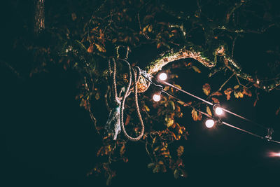 Low angle view of illuminated light bulbs hanging from tree