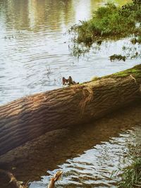 Reflection of trees in water