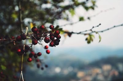 Close-up of berries on tree