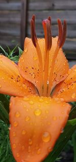 Close-up of raindrops on orange lily