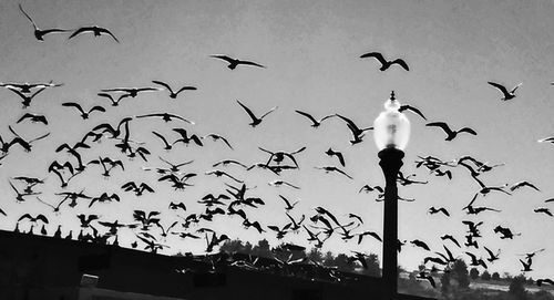 Low angle view of birds perching on tree