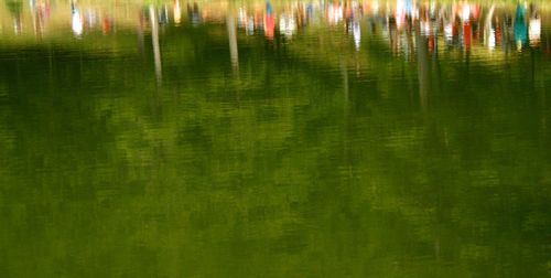Reflection of grass in lake