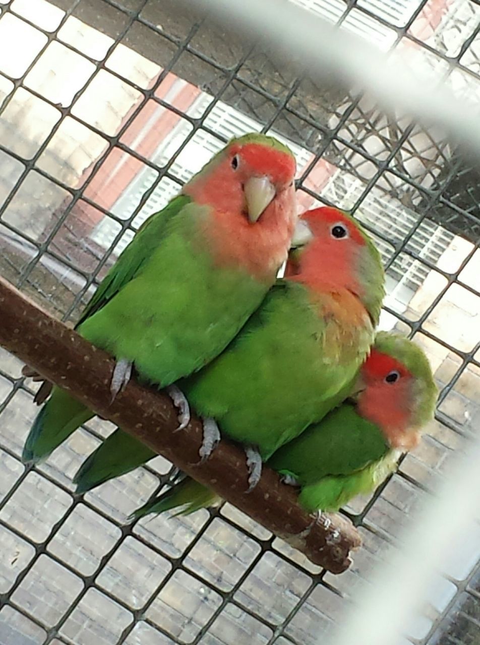 animal themes, bird, parrot, animals in the wild, one animal, wildlife, perching, close-up, indoors, animals in captivity, cage, multi colored, beak, birdcage, nature, red, zoology, no people, two animals, day