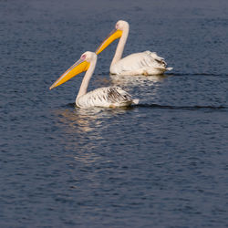 Birds swimming in lake