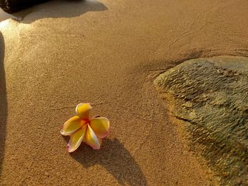 High angle view of yellow rose on sand