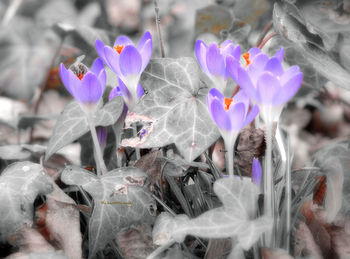 Close-up of purple flowers