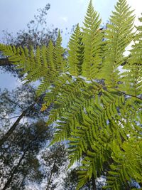 Low angle view of pine tree