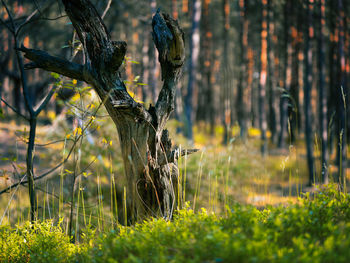 Plant growing on tree trunk in forest