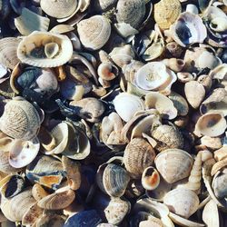 Full frame shot of seashells