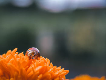 Close up of ladybug on orange flower