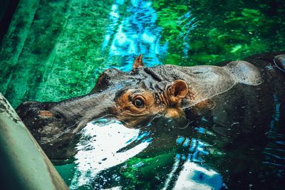 High angle view of turtle swimming in pond at zoo