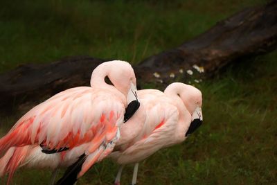 Flamingos resting in rain