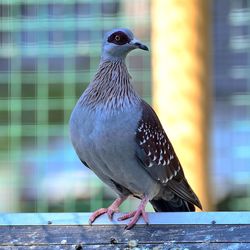 Close-up of bird perching on wood