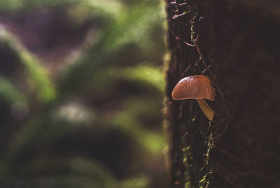 Close-up of mushroom growing on tree trunk