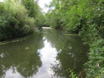 Scenic view of lake amidst trees in forest