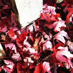 Close-up of leaves on tree