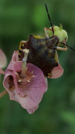 Close-up of insect on flower