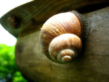 Close-up of snail