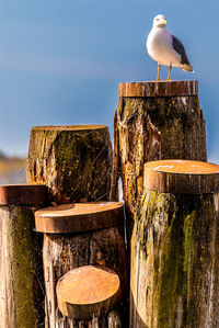 Seagull perching on wooden post against sky