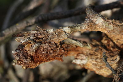 Close-up of dry leaf on tree trunk