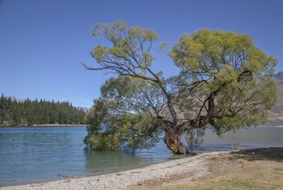 Tree by lake against clear blue sky