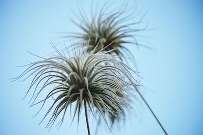 Close-up of dandelion against blue sky
