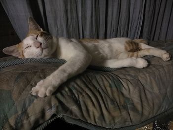 Sleeping cat