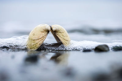 Close-up of bivalve type seashells on beach 