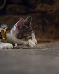 Close-up of cat looking away