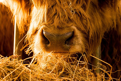 Close-up of horse at night