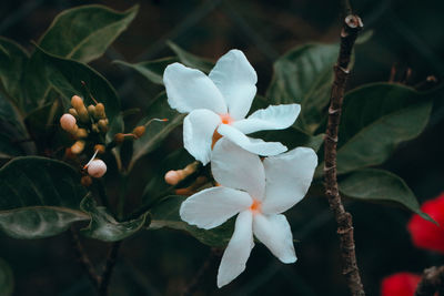 Close-up of white flowering plant