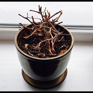 Close-up of potted plant on table