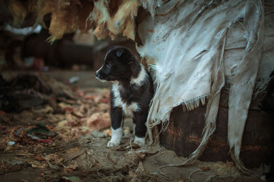 Dog looking away on field