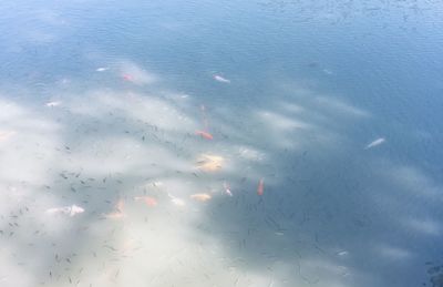 Fish swimming in pond