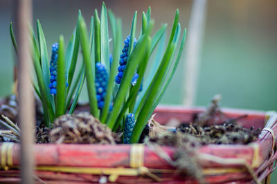 Close-up of succulent plant