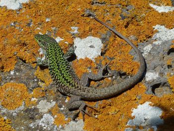 Close-up of lizard on leaf