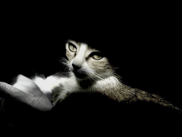 black background, studio shot, one animal, animal themes, portrait, copy space, domestic cat, cat, looking at camera, indoors, feline, dark, front view, night, pets, darkroom, close-up, staring, mammal