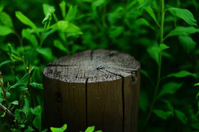 Insect crawling on tree stump