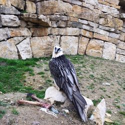 Bird perching on ground