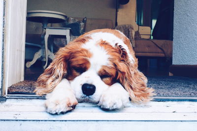 Close-up portrait of dog lying down