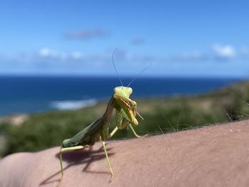 Close-up of butterfly on hand