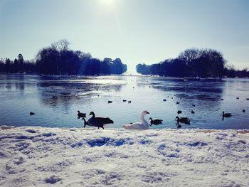 Swans swimming in lake against sky