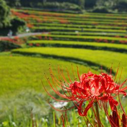 Close-up of red flower growing in field