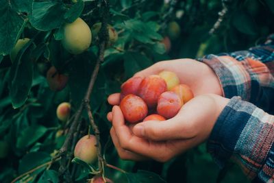 Cropped image of person holding apple